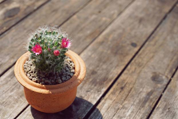 Various succulent pot plant for home decoration