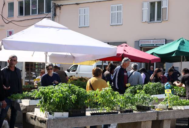 Šibenik: Bogata ponuda sadnica raznog povr?a