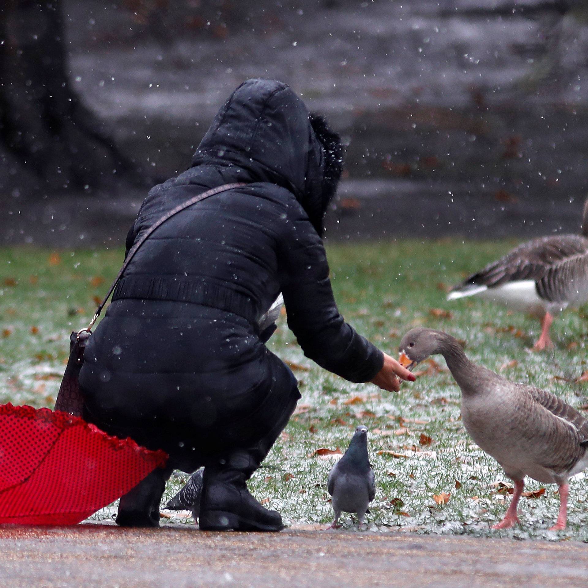 A woman feeds birds as it snows in St. James's Park, London