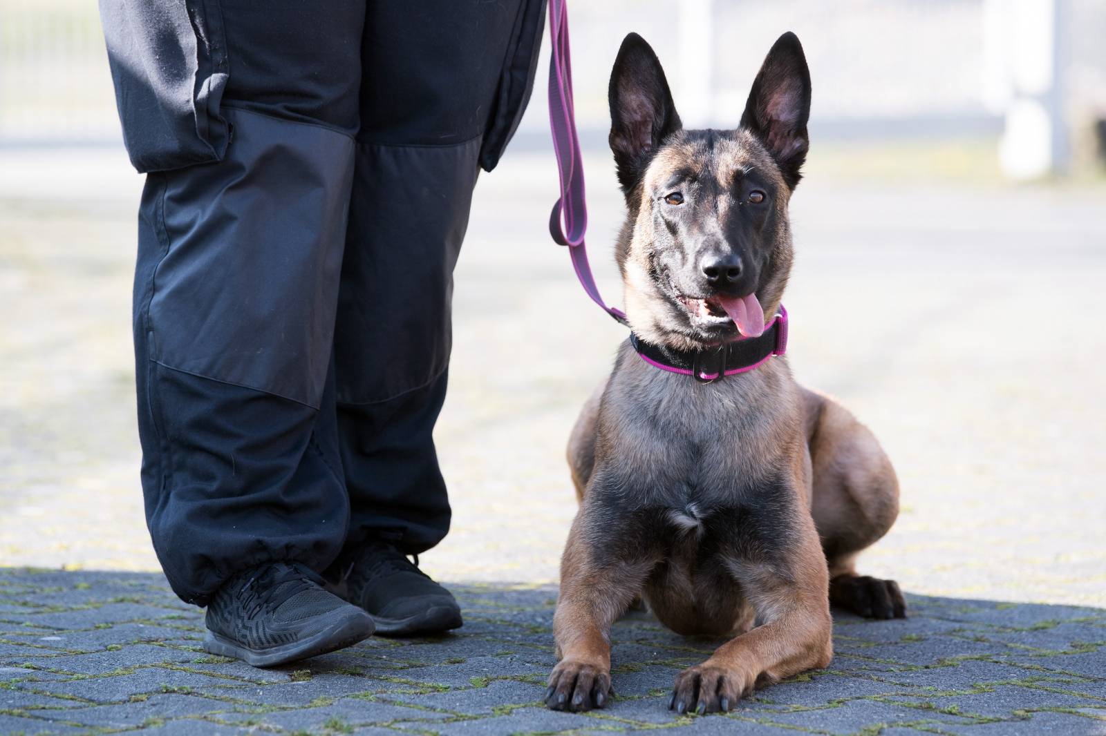Drug and mobile phone sniffer dogs in prison