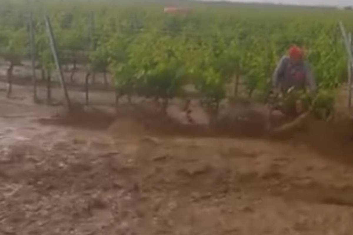 Bujica poplavila vinograd: Pola sata radnici su se držali za loze