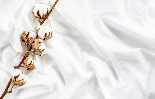 Cotton,Branch,Of,Plant,Flower,On,Crumpled,Cotton,White,Fabric.