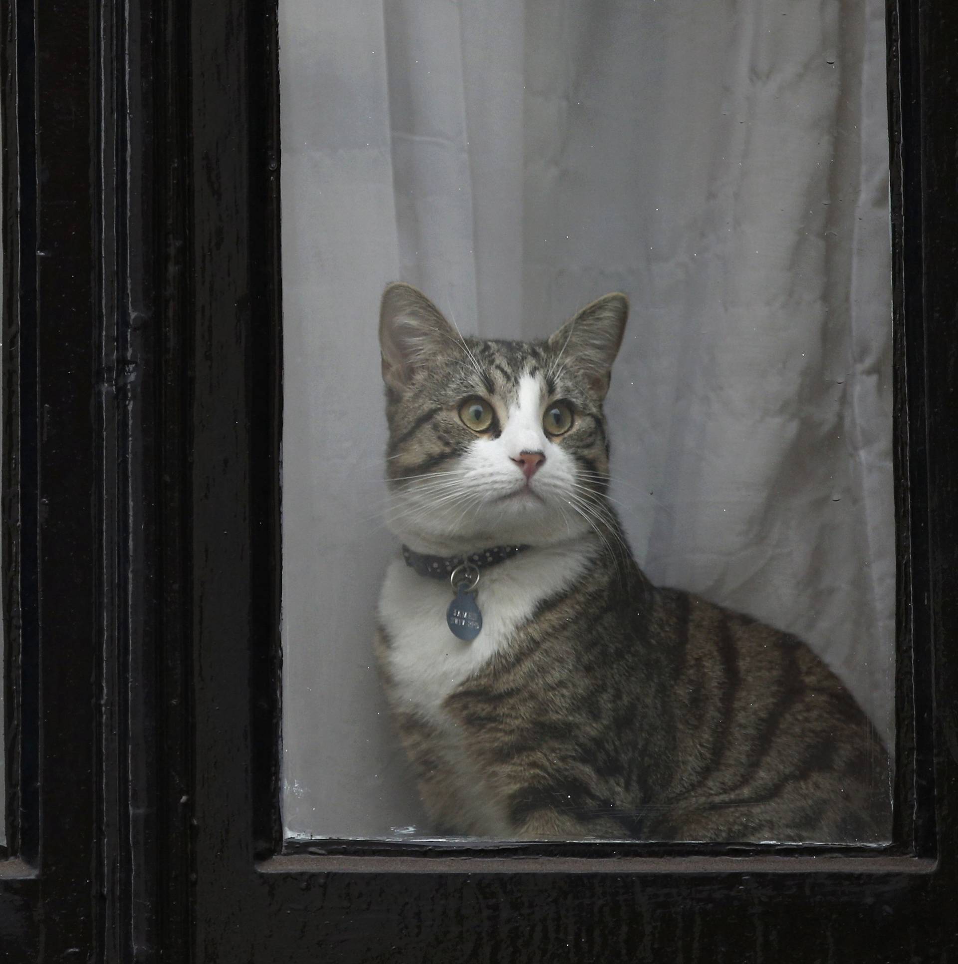 Julian Assange's cat sits at the window of Ecuador's embassy as prosecutor Ingrid Isgren from Sweden interviews Assange in London