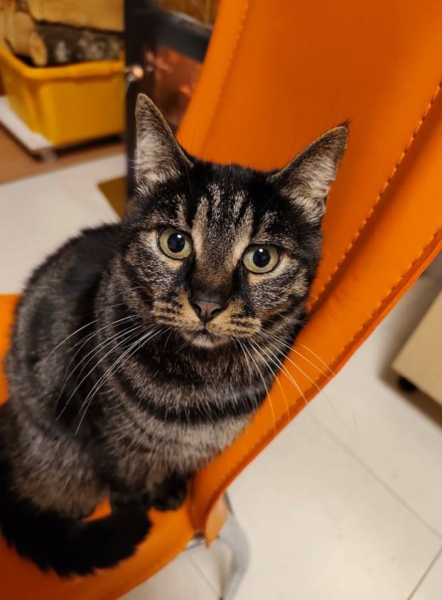 SUPER FOTKE vaših ljubimaca! Neki bi mogli biti viralni hit, ali svi su jednostavno neodoljivi