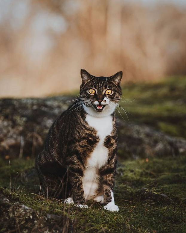 Profesionalne fotografije mačke