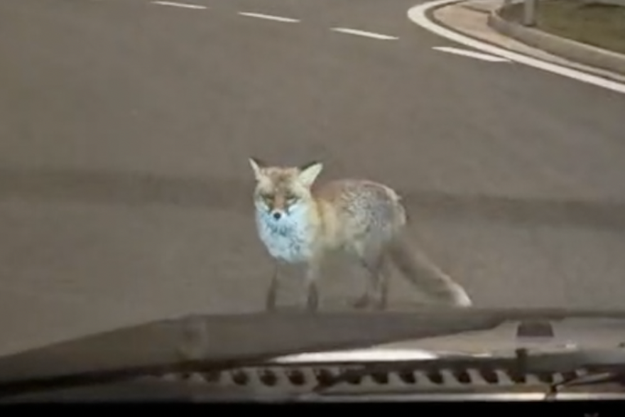 Lisica viđena na cesti