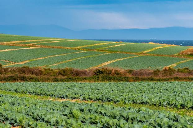 Polja kupusa u Istri