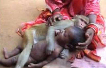 Indija: Majmun svaki dan dolazi čuvati ljudsku bebu