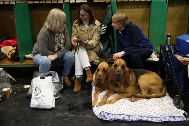 Bloodhounds sit with their owners during the first day of the Crufts dog show in Birmingham