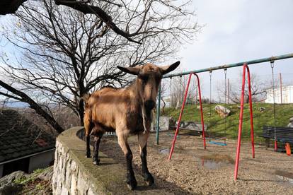 Rijeka: Koza na dječjem igralištu u naselju Gornja Vežica