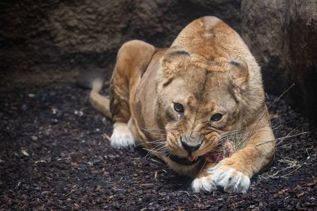 Zagreb: Podjela darova životinjama u Zoološkom vrtu