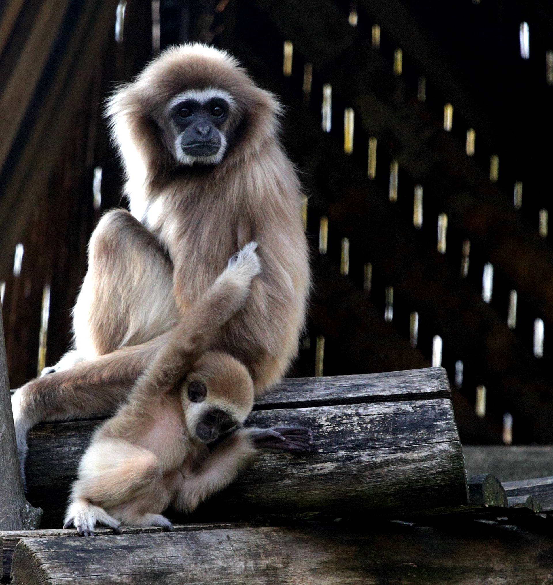 Senzacija u zagrebačkom Zoo: Ugroženi majmuni dobili bebu