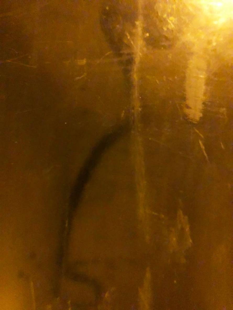 Nered u Markuševcu: Zmija im se zavukla u kuhinjski ormarić, pokušali je uloviti, pa ih napala