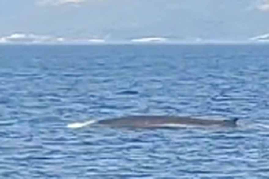 Kit u kanalu između Trpnja i Gradca