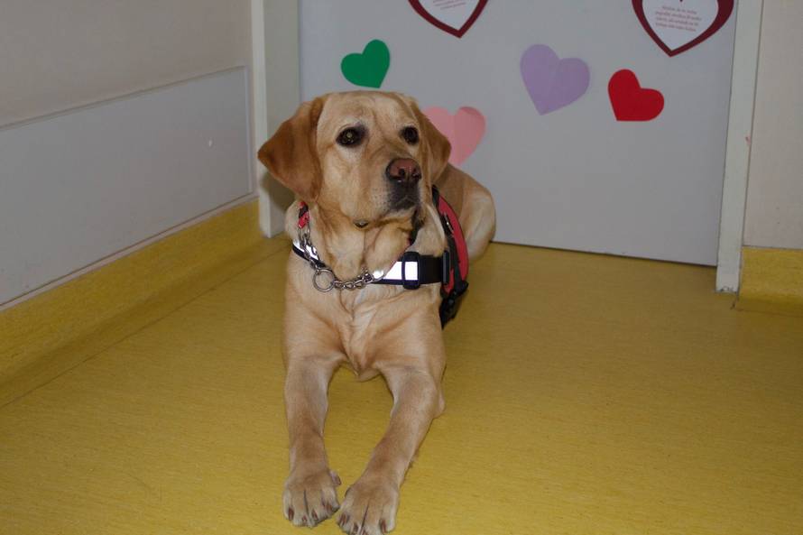 VAU! Ja sam prvi dr. pas dječje bolnice: Labradorica u Klaićevoj uveseljava dječicu na onkologiji