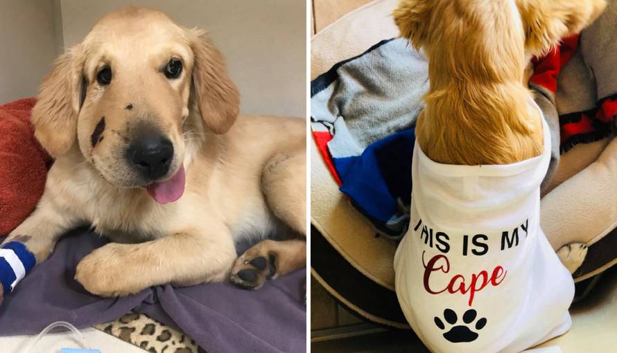 Skočio pred vlasnicu i spasio ju od ugriza zmije: 'Pravi je heroj'