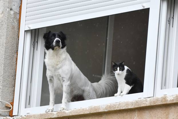 Šibenik: Kada ?e prestati kiša, pitaju se pas i ma?ka strpljivo gledaju?i kroz prozor