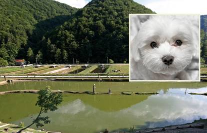 Strava u parku kod Samobora! Psi rastrgali maltezera Huga: 'To je bila prava klaonica...'