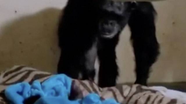 Velika ljubav čimpanze i njezine bebe koju vidi po prvi put jer se okotila na carski rez: Mazi ju...