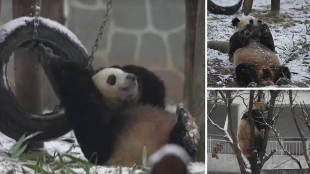 VIDEO Jedna spava, druga jede, treća uživa: Pogledajte kako su pande u Kini dočekale snijeg...