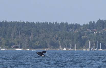 Kanada: Žena se približila kitovima, dobila je kaznu