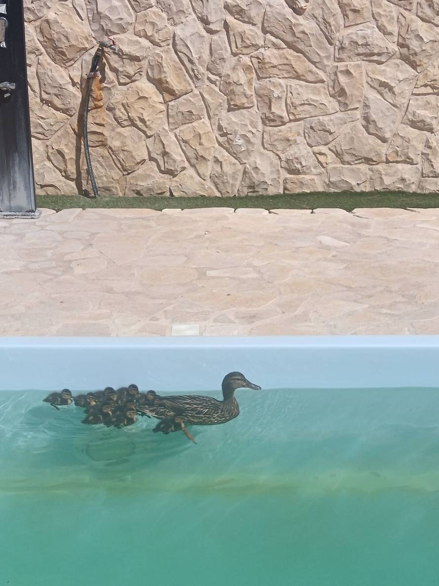 VIDEO Umjesto turista dolaze im - pačići: 'Nije prvi put da se kupaju u bazenu, stalni su gosti'