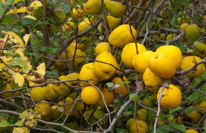 Japanska dunja: Ukrasna biljka od čijih se plodova radi pekmez