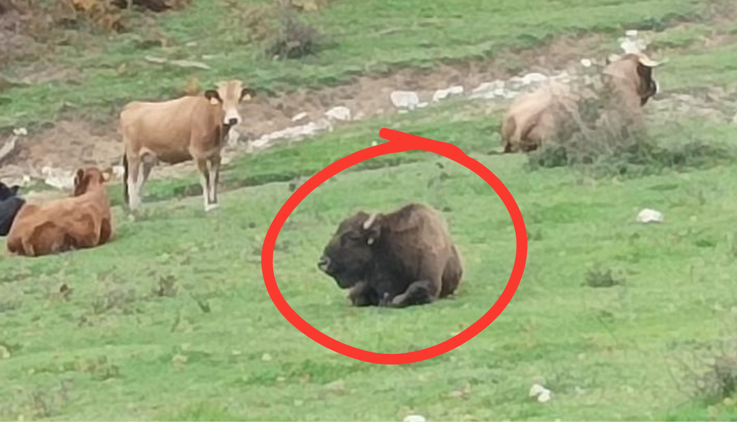 Strogo zaštićeni europski bizon na Velebitu?! 'Ma nije moj, ja držim samo obične kravice..'