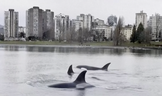 VIDEO Veličanstven prizor! Kitovi ubojice plivali u blizini nebodera u Vancouveru