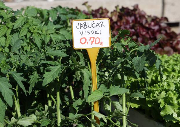 Šibenik: Bogata ponuda sadnica raznog povr?a