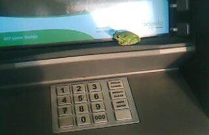 Žaba šetala po bankomatu dok su ljudi podizali novac