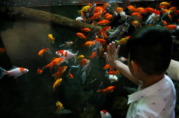 A young boy watches a goldfish aquarium as Paris aquarium launched an operation to take care of hundreds of goldfish abandoned by French holiday-makers, in Paris