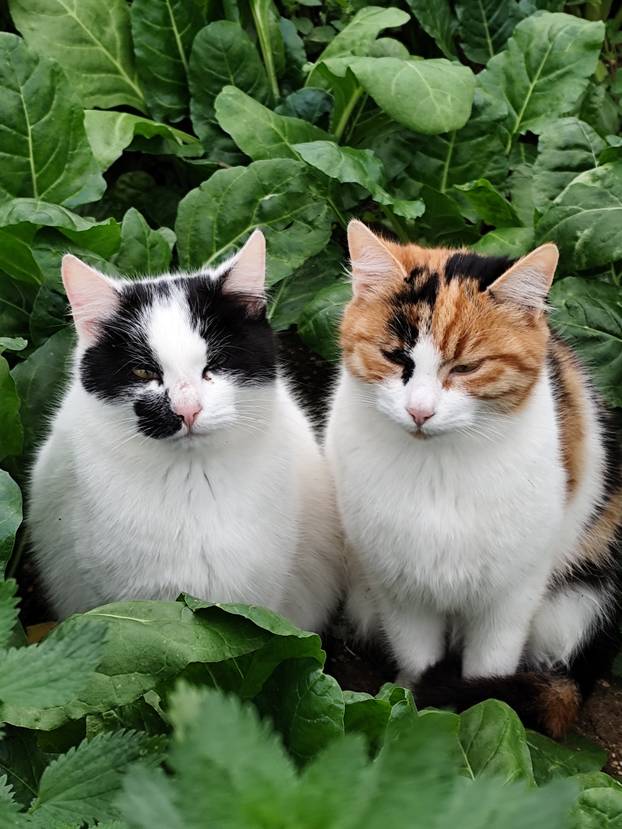 SUPER FOTKE vaših ljubimaca! Neki bi mogli biti viralni hit, ali svi su jednostavno neodoljivi