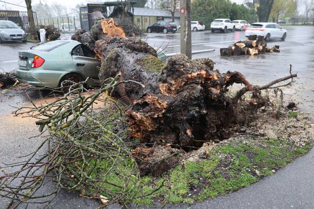 Zagreb: Nevrijeme srušilo stablo koje  je palo na automobil 