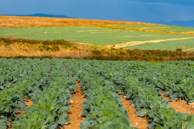 Polja kupusa u Istri