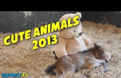 The best of YouTube: Životinje koje su obilježile 2013. godinu!