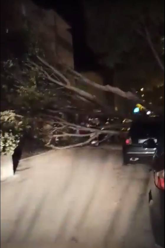 VIDEO Jaka bura u Splitu srušila stablo na aute, vatrogasci imali 4 intervencije: 'Baš je strašno'