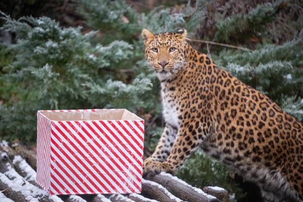 Zagreb: Podjela darova životinjama u Zoološkom vrtu