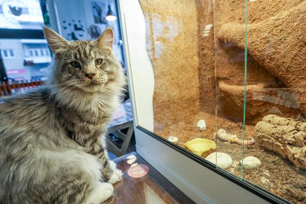 Zagreb: Emilija i Amer Alaydi otvorili su kafić Animal caffe