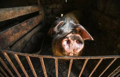 Svinjogojci upozorili: Stanje je alarmantno i bez svinjske kuge