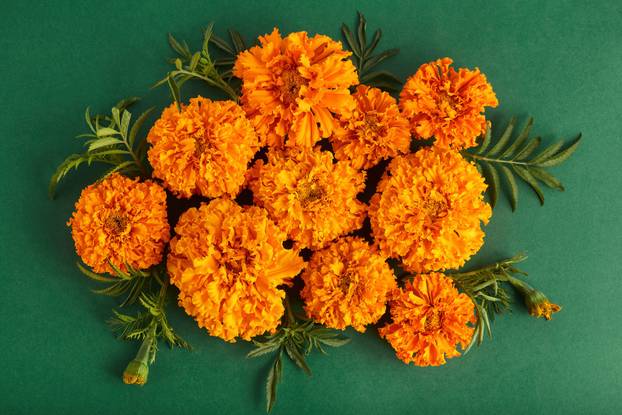 beautiful autumn flower arrangement on a green background. simple flat lay, top view
