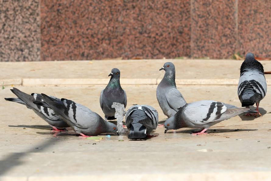 Pula: Toplotni val ispraznio pulske ulice