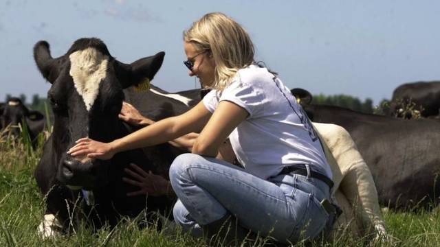 Maženje krava kao antistres metoda