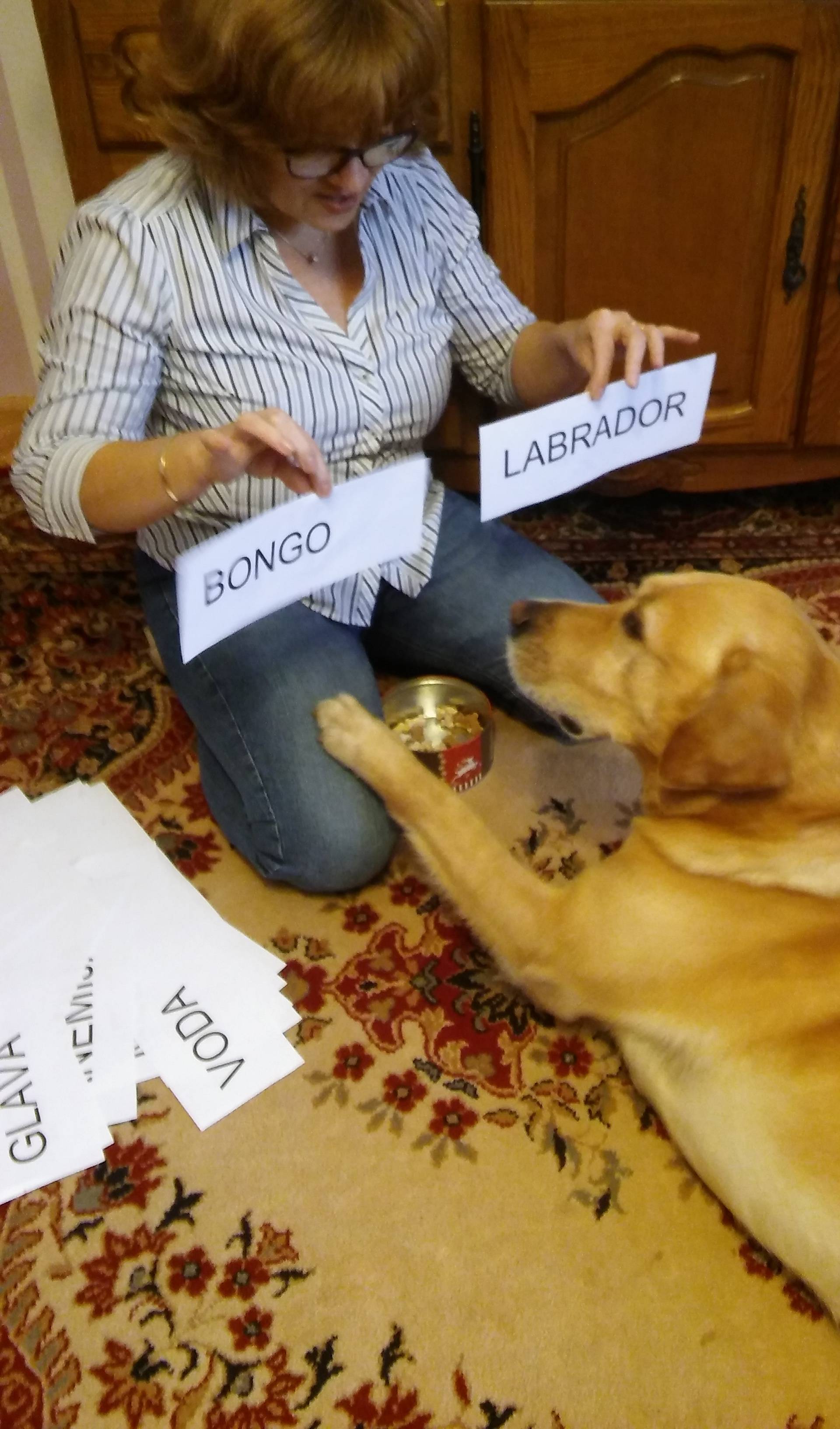 'Supertalent': Šestogodišnji labrador Bongo naučio je čitati