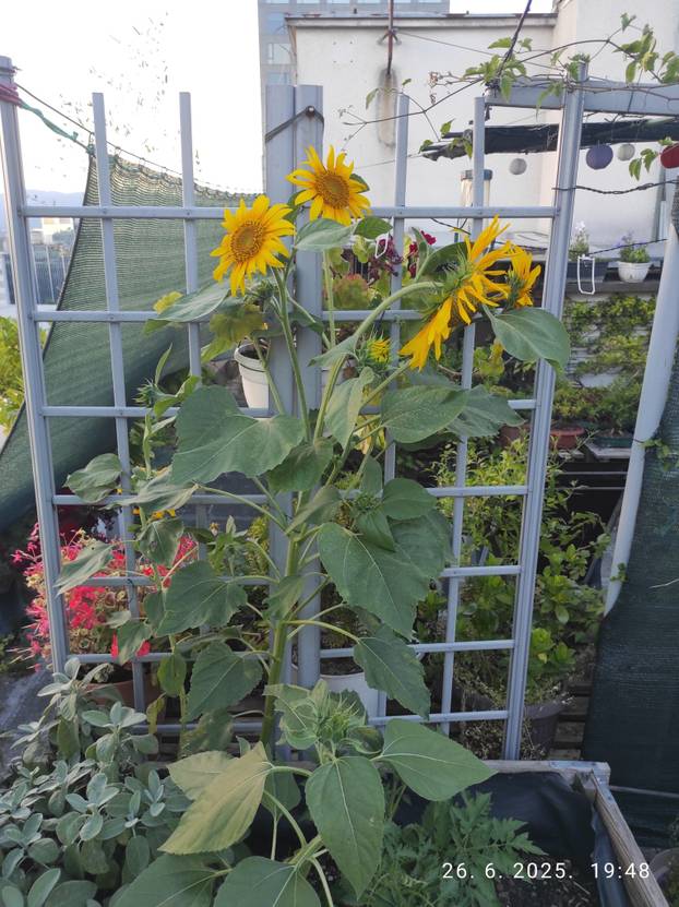 FOTO Zoran je na krovu zgrade u Zagrebu napravio zelenu oazu: 'Tu sadimo biljke, družimo se...'