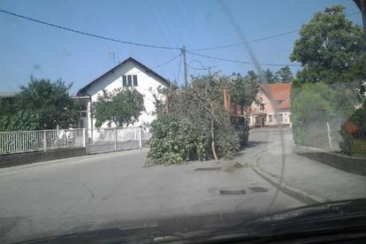 Kamion se nije vidio od granja i lišća koje je bilo natovareno