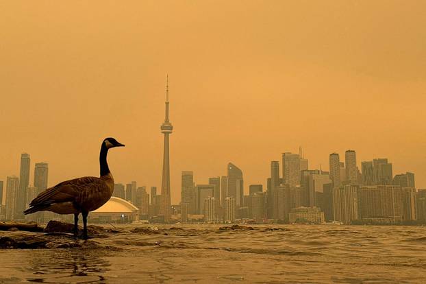 Canada Goose stands on the shoreline of the Toronto Islands, on Lake Ontario, as the downtown skyline is covered by wildfire smoke