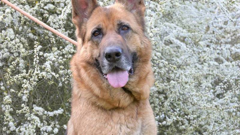 Križanka njemačkog ovčara traži svoj novi dom