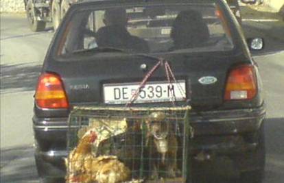 Kavez s kokošima i psom zavezao za brisač Forda
