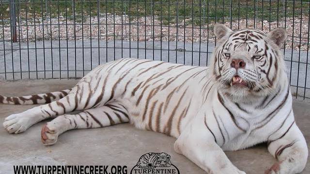 Najružniji tigar na svijetu? Zbog uzgoja bio je deformiran